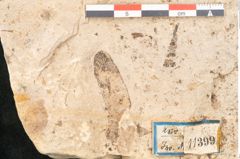 Foto (Detailansicht) von Santalum salicinum Ettingshausen (NHMW-GEO-2024-0188-11399)